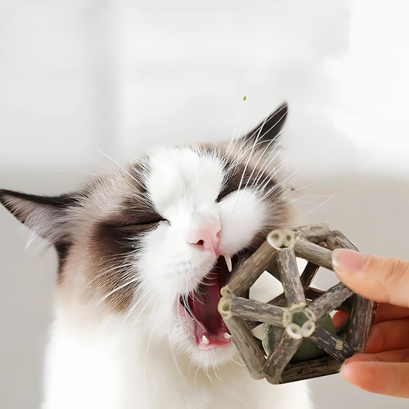 WhiskerCube